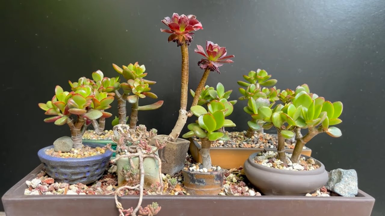 BIG Jade Bonsai Updates Over The Last Year