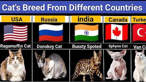 Video 7096681: chartreux cat breed, manx cat breed, ragamuffin cat, cats thailand, breeds uk, usa cat