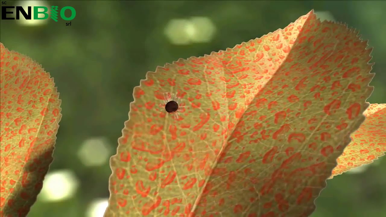 rosszindulatú invertáló papilloma papilloma a szemeken, hogyan lehet eltávolítani