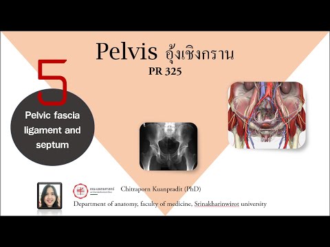 05  Pelvis fascia Aj Ple