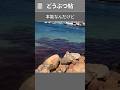 一生人間を避けて生きたのに、弱った瞬間だけ姿を現す生き物