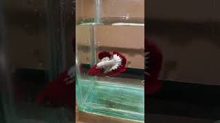 fccp siap di pinang guys#cupanghiasindonesia#cupangnemo #cupang