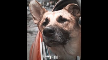 "She Sacrificed Herself To Save Him" | I Am Legend Edit | EMIN ft. JONY - Kamin (slowed)