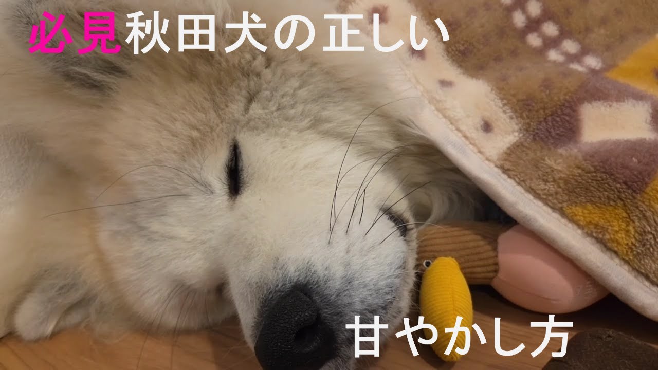 必見秋田犬の正しい甘やかし方