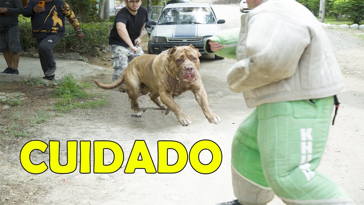 EL PERRO PROHIBIDO LE ESTÁ GANANDO A TODOS LOS PERROS PODEROSOS