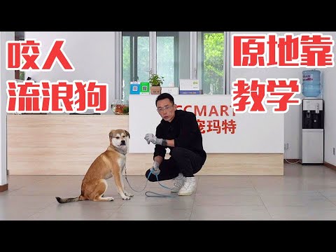 Practical teaching of dog training丨how to train a stray dog to be good after biting people? The thir