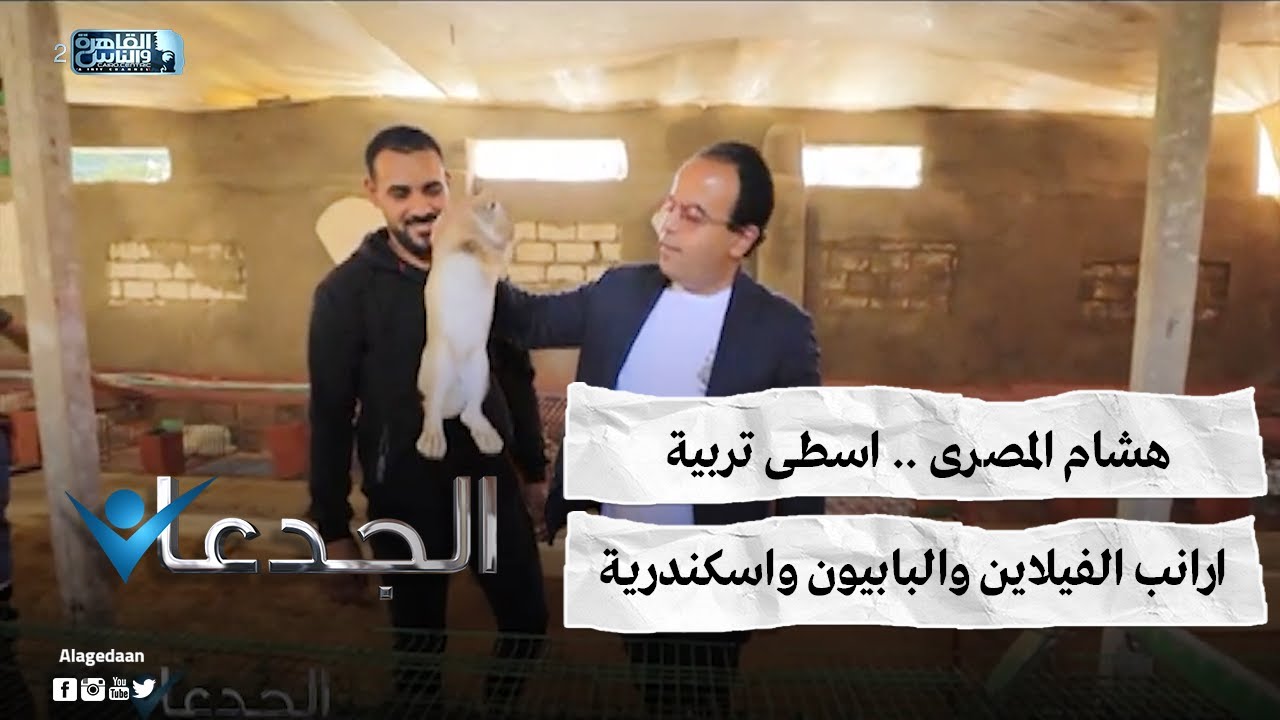 هشام المصرى .. اسطى تربية ارانب الفيلاين والبابيون واسكندرية