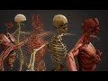 Inside Us Live Human Anatomy Organ Systems 