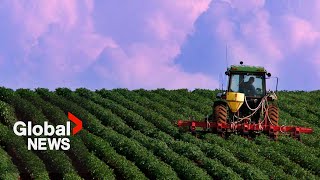 Two Canadian food companies sued over “potato cartel” allegations