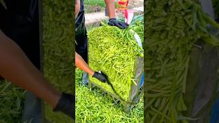 Fresh water spinach harvest neatly cut abundant clean and quality produce #shorts