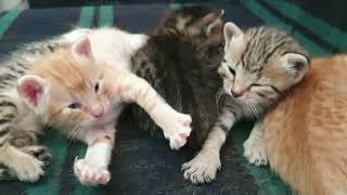 Sleepy Kittens#cute #pets #catslovers#kittens