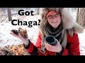 How to Find Chaga & Make Tea