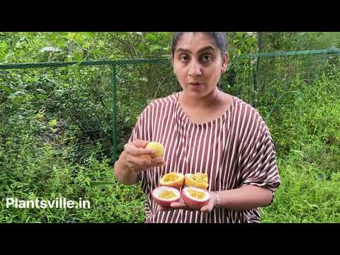 This is the best variety of Passion Fruit #tasting #passionfruit #fruitharvest #fruitgarden #fruit