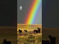 خيول في حضرة قوس قزح