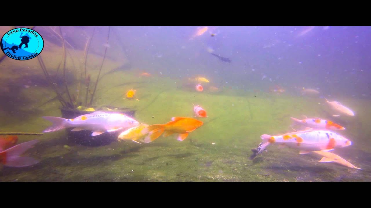 Jazierko s KOI a jesetermi