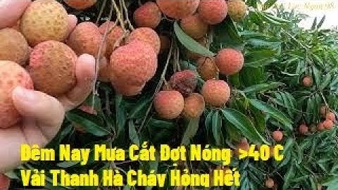 Đêm Nay Mưa Rồi  Không Là Vải Thanh Hà Cháy , Hỏng Hết Quả  I Vải Thiều Lục Ngạn
