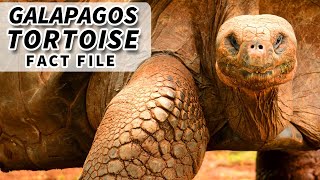 Galápagos Tortoise Facts: the LARGEST living TORTOISE