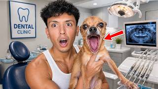 MY DOG LOST ALL HIS TEETH...