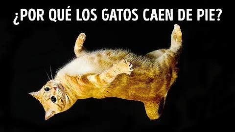 ¿Cómo hacen los gatos para caer de pie desde lo alto sin hacerse daño?