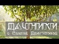 Дачники. Обработка и подкормка плодовых деревьев и кустарников летом