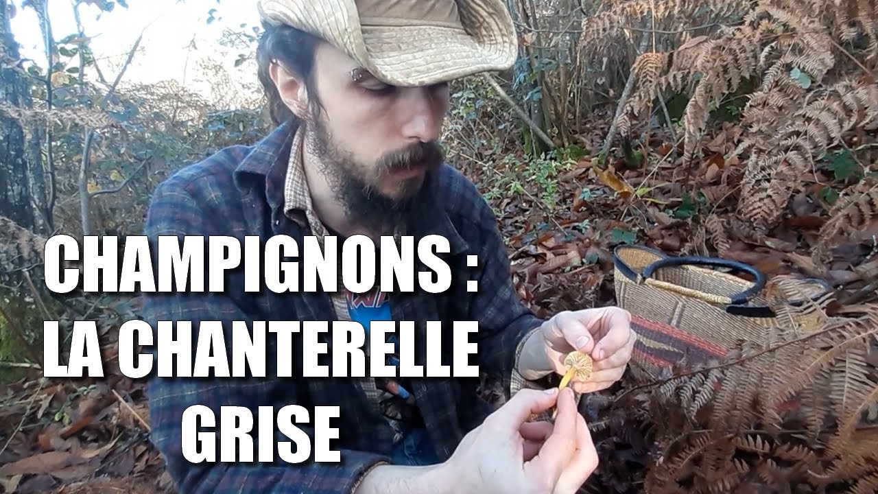 Chasse aux champis la chanterelle grise LBM divers YouTube