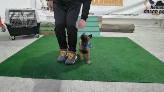 FRONT, HEEL training dog puppy, 50 days old. Belgian shepherd  Malinois.