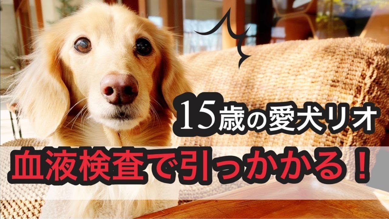 リオ血液検査で引っかかる 老犬ダックス15歳 Youtube