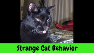 Strange Cat Behavior by Serena the kAt 279 views 1 month ago 2 minutes, 12 seconds