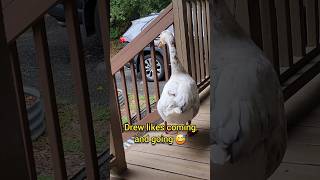Drew likes coming and going #goose #geese #drewandlulu