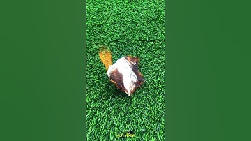 Thảm Cỏ Nhân Tạo Siêu Mịn Siêu Xịn