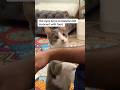 Cat content #cat #funnycat #catshorts  #viral