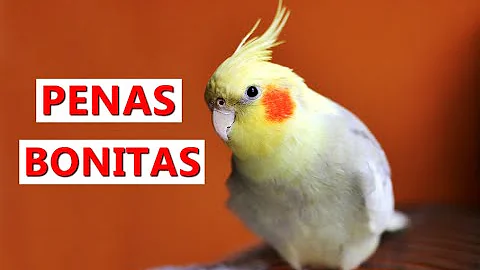 O que fazer para deixar as penas da calopsita bonita?