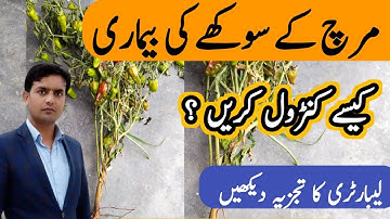 Verticillium Wilt of Chillies | Mirch ka Sokha | Pathogen ko lab m dakhain | Plant Clinics