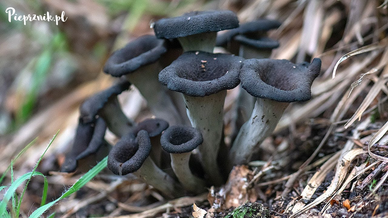 Lejkowiec dęty (Craterellus cornucopioides)