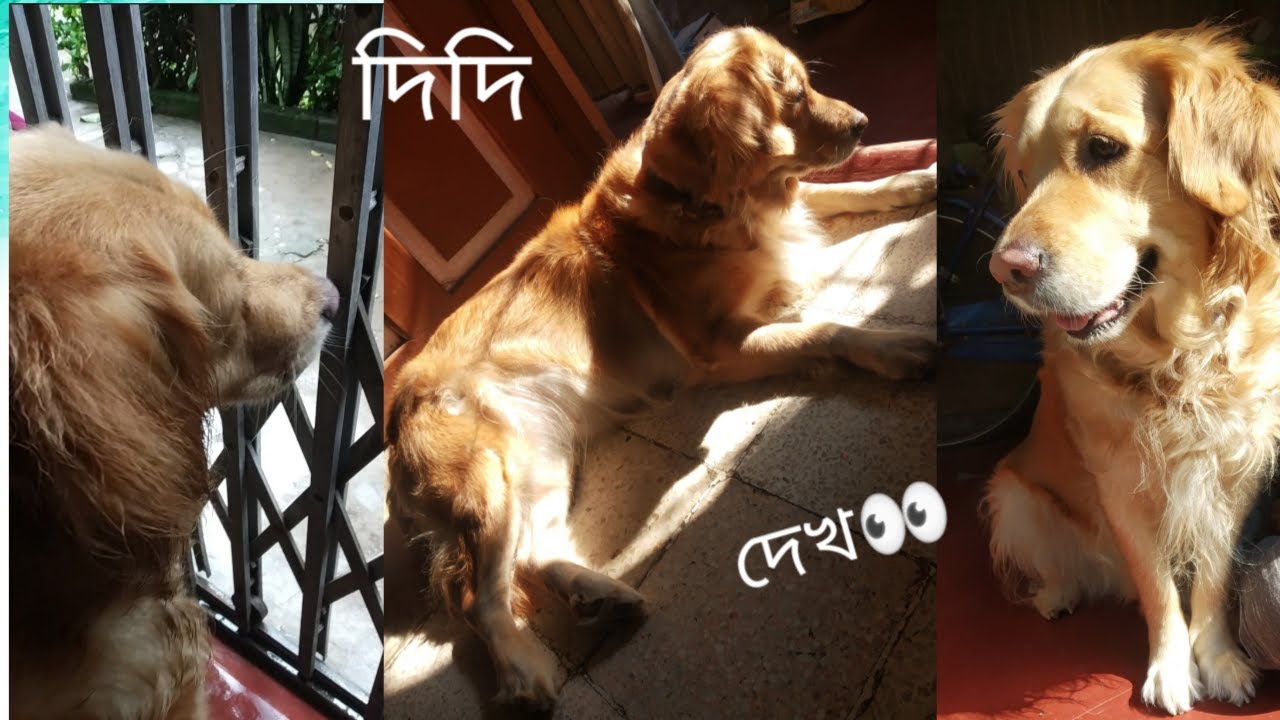 My dog is guarding my house Best Guard Dog bengali vlog YouTube