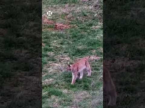 На Житомирщині прикордонники зафіксували ранковий «потягусь» рисі