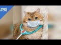 #98 FUNNY PETS / СМЕШНЫЕ ВИДЕО 2021 / Я РЖАЛ ПОЛЧАСА / СМЕШНЫЕ ЖИВОТНЫЕ