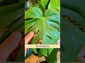 tips para monsteras #plantas