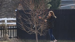 Pruning Fruit Trees Modified Central Leader Method Pear Espalier