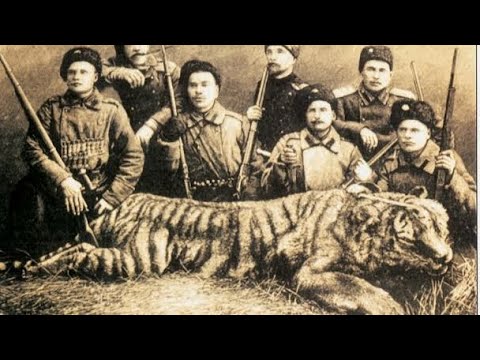 Video: Turanian tiger: habitat (photo)