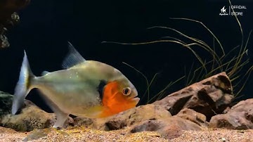 Tạo Nên Thế Giới Sống Động Với Đèn Bể Cá Zetlight UFO F8 Pro #denbeca #cácảnh #aquarium