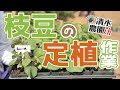 【春・夏野菜 #4】枝豆の苗の定植作業【農業は待ったなしで進んで行く】