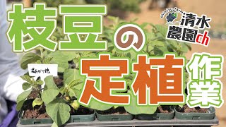 【春・夏野菜 #4】枝豆の苗の定植作業【農業は待ったなしで進んで行く】