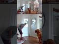 Ni el intruso logró quitarle las ganas de jugar 🐶🧸| TELEMUNDO 40