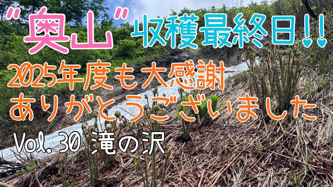 ゼンマイ折りVol.30 奥山収穫最終日〜2025年度も大感謝〜