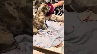 French bulldog live birth puppy, number four