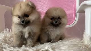 World's most ADORABLE puppies! OMG! by Eric Chance Stone 127 views 9 months ago 3 minutes, 2 seconds