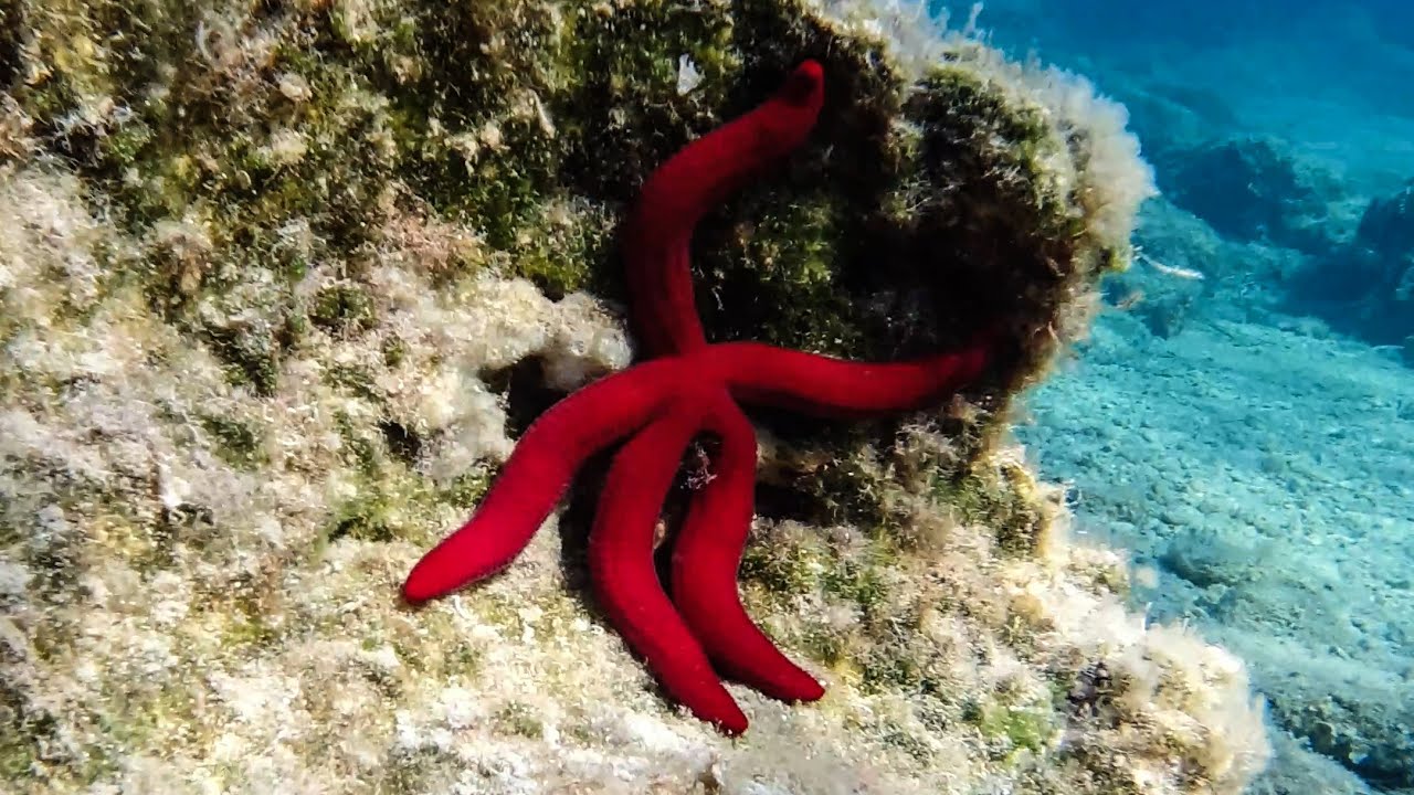 Purpur-Seestern (Ophidiaster ophidianus)