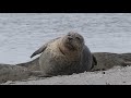 Helgoland Seehunde 4K  -  Ein kurzer Film über die Seehunde auf Helgoland