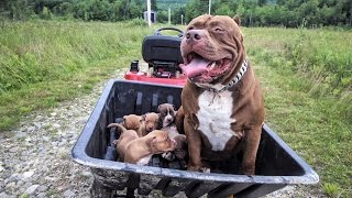 'HOW TO CLIP YOUR PUPPIES NAILS' W I H D 4 P Hulks Brothers and Sisters